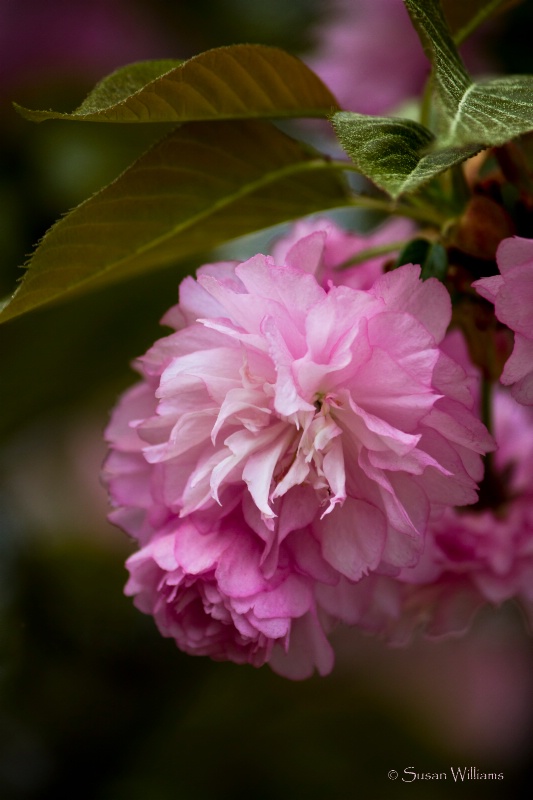 Kwanzan Cherry Blossom