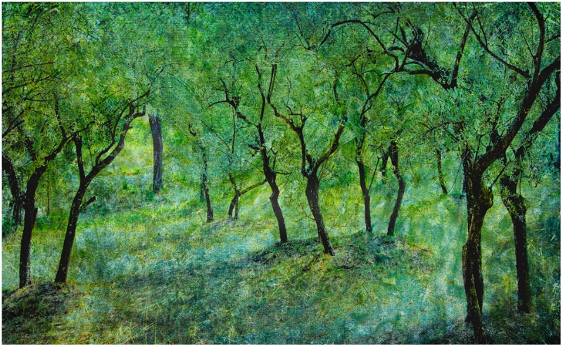 Olive grove at St. Paul Asylum - ID: 13801535 © Glenn Affleck