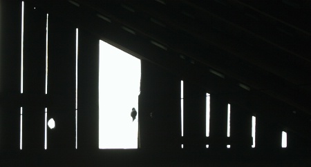 A Bird In A Barn