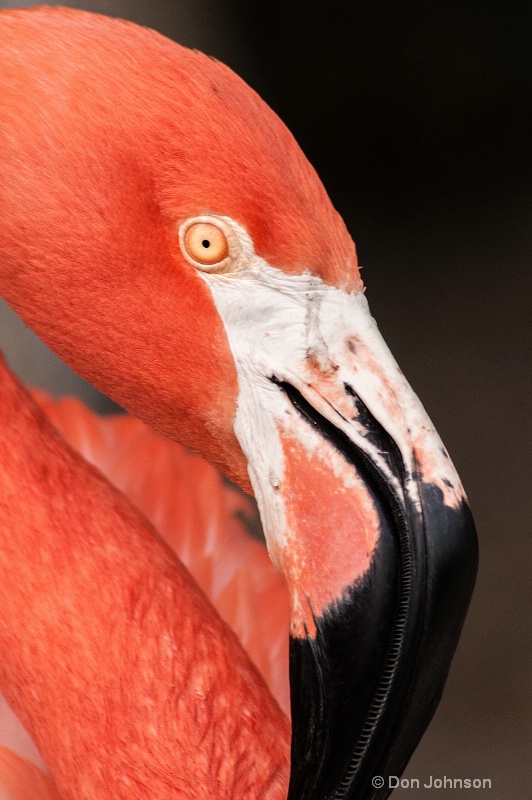 Florida Flamingo