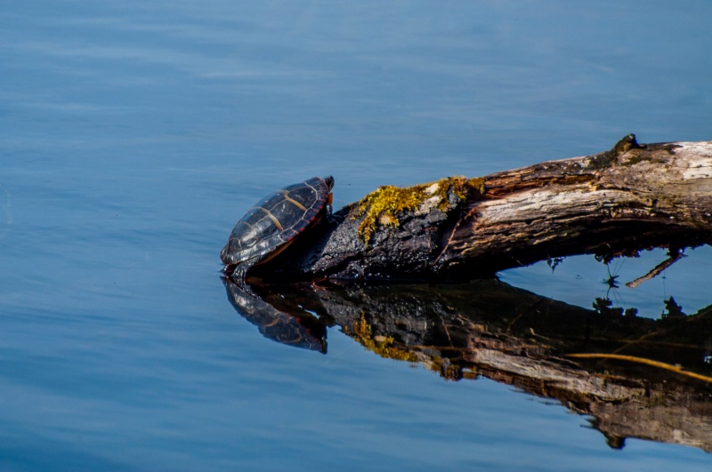 Painted Turtle 5347