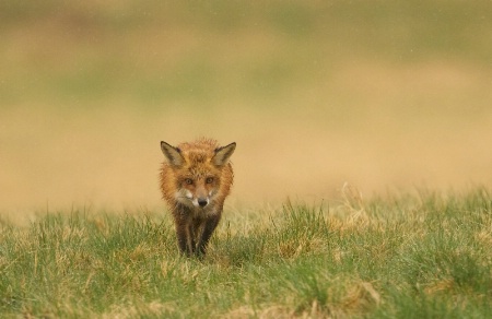 Fox in the Rain