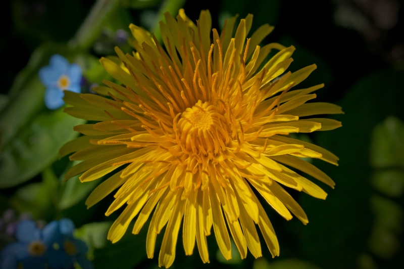 Delightful Dandelion