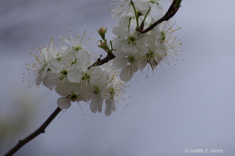 Wild Cherry