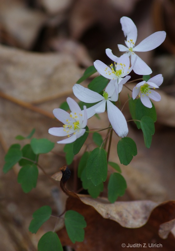 wildflowers