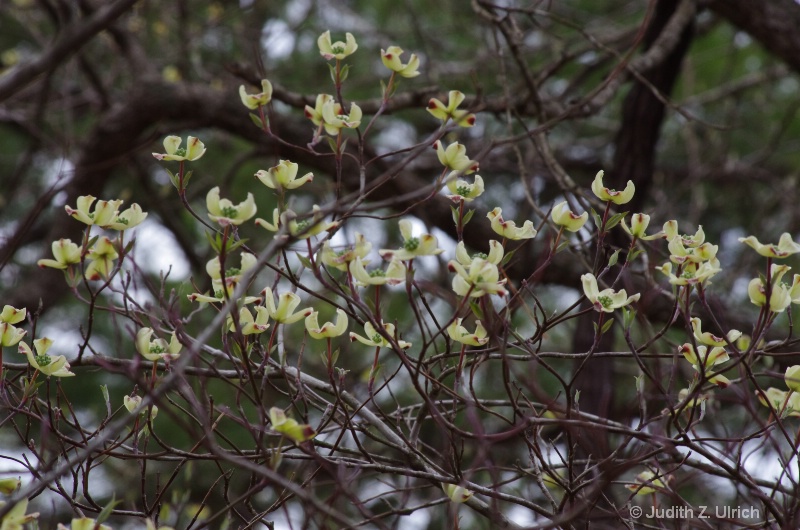 Many dogwood blossoms