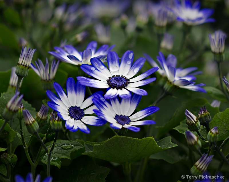 Blue Pericallis - ID: 13802590 © Terry Piotraschke