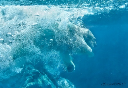 Polar Bear Plunge