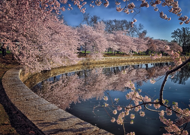 Cherry Blossoms in Washington D.C.