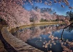 Cherry Blossoms i...
