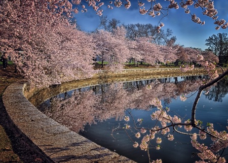 Cherry Blossoms in Washington D.C.