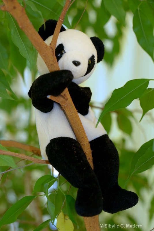 toy stories : Little Panda - ID: 13803296 © Sibylle G. Mattern