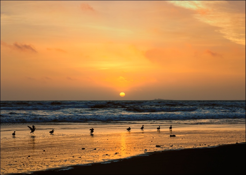 Ocean Mallards at Sunset