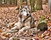Remus