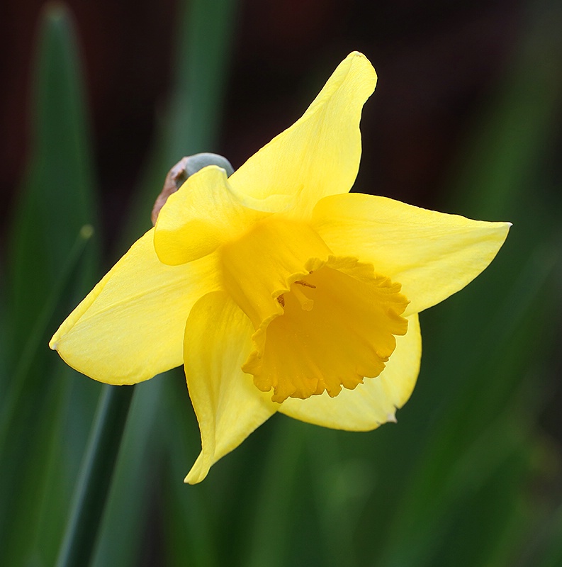 Daffodil - ID: 13803909 © Janine Russell