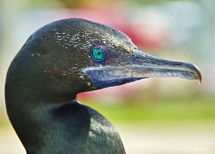 Little Cormorant 2