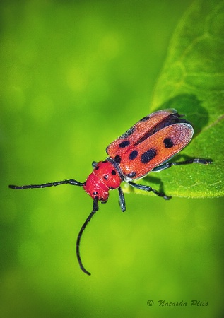 Red on green