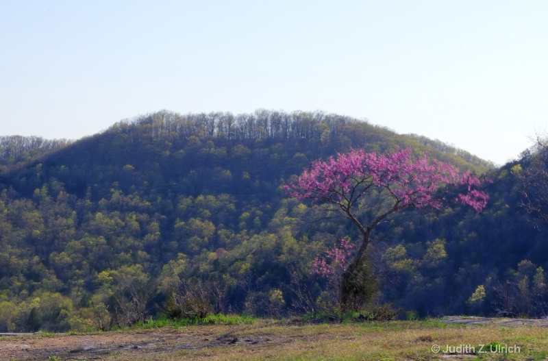 Greens and Pinks