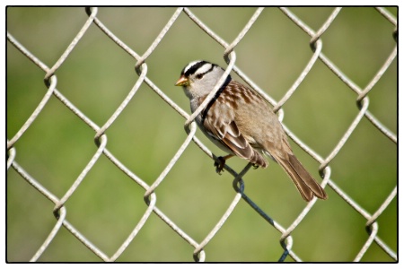 White Crowned Sparrow