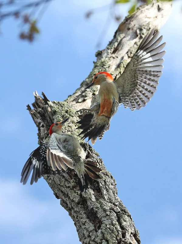 Red-bellied Woodpeckers' Dispute