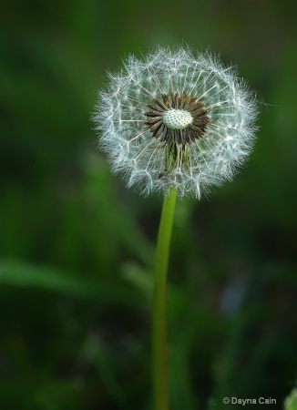 Just Another Dandelion