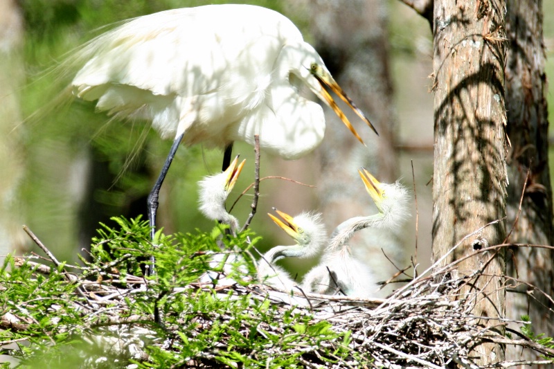 Mommy and her Babies