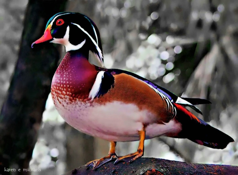 Wood Duck - ID: 13808285 © Karen E. Michaels