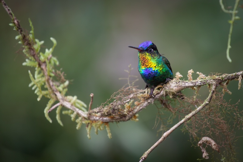 Colorful Hummingbird