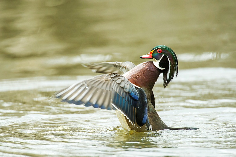 Wood Duck Drake