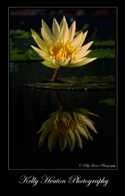 Pastel Yellow  Water Lily