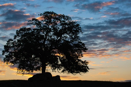 Tree At Sunrise