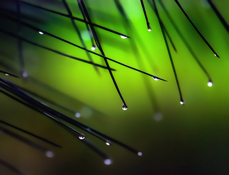 dew drops on pine needles