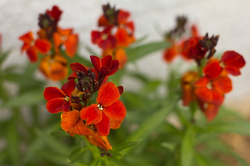 Wildflowers