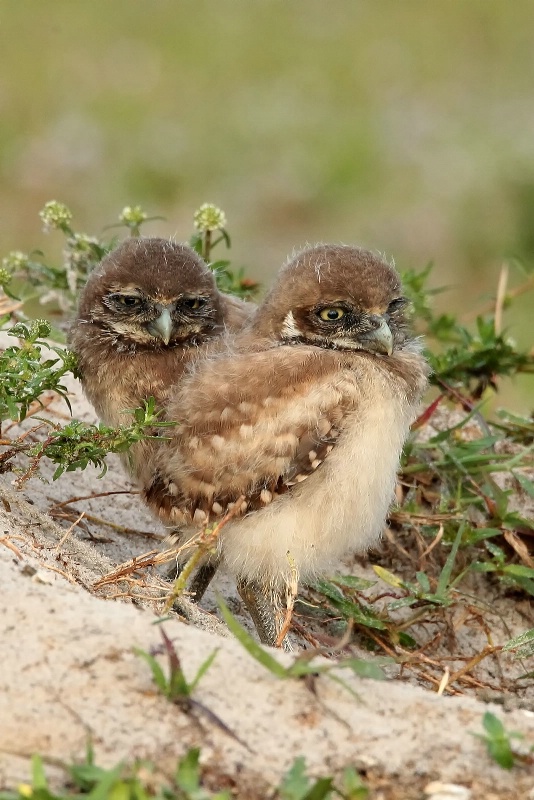 Burrowing Owl Babies