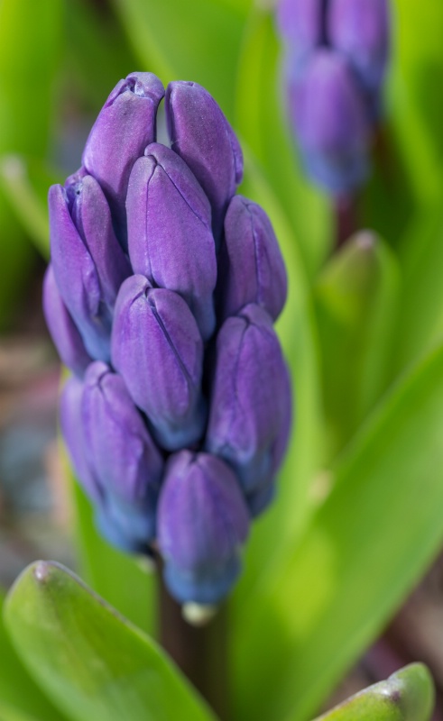 Hyacinth Ready To Bloom
