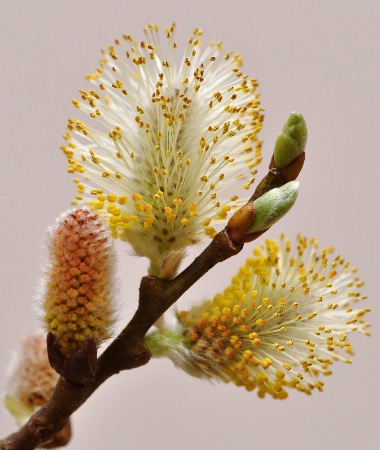 Pussy Willow