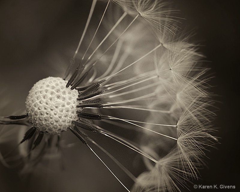 Fairy Weed