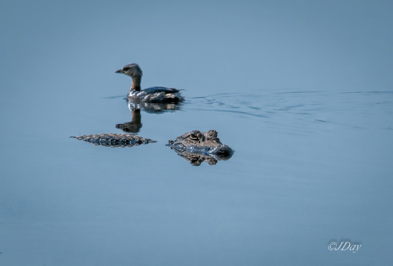 Fearless Pied Billed Grebe 