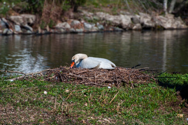 On The Nest