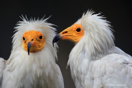 Egyptian Vultures