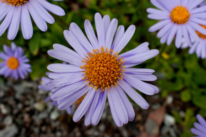 Asters