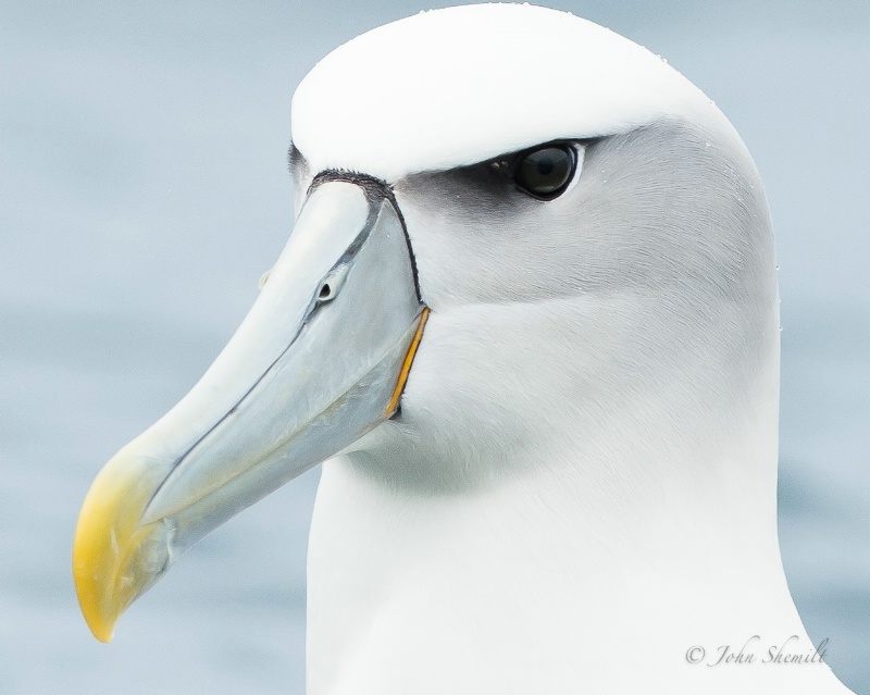 Shy Albatross - March 17th, 2013 - ID: 13812608 © John Shemilt