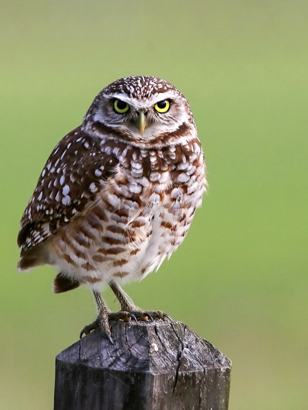 Burrowing Owl on Post