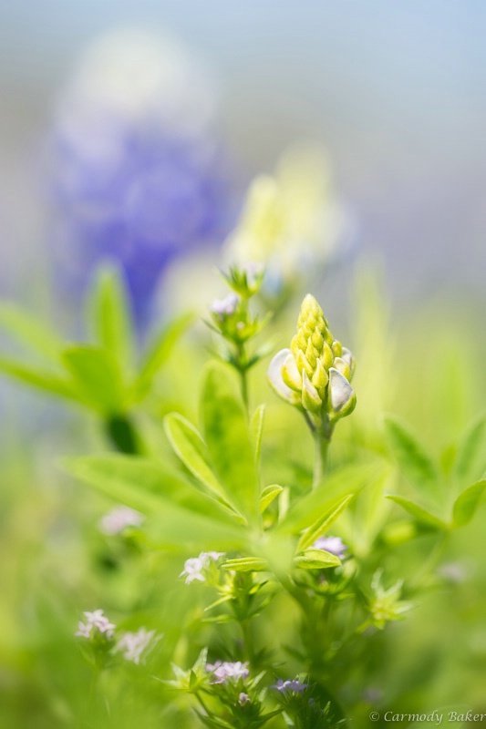 Springtime In Texas