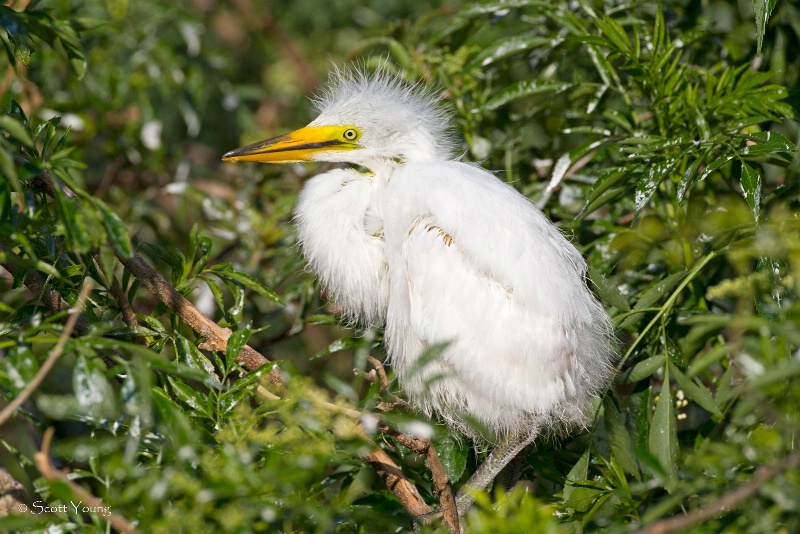 Baby Egret; Gatorland Rookery, Orlando, FL - ID: 13813739 © Richard S. Young