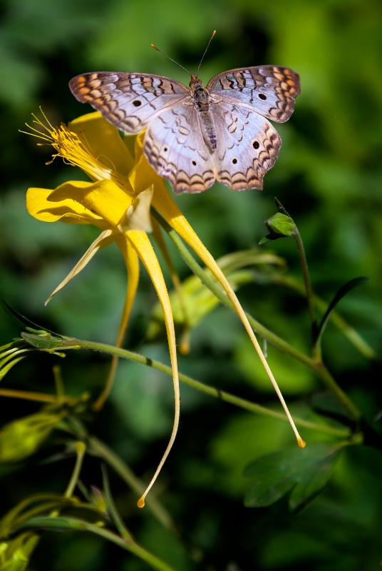 Butterfly and Columbine - ID: 13813822 © Patricia A. Casey