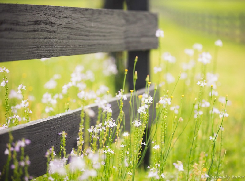 Along The Fence