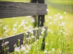Along The Fence