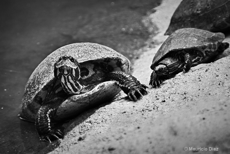 Turtles - ID: 13813829 © Mauricio Diaz