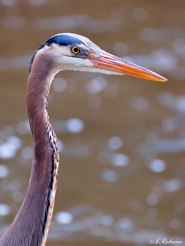 Great Blue Heron Portrait